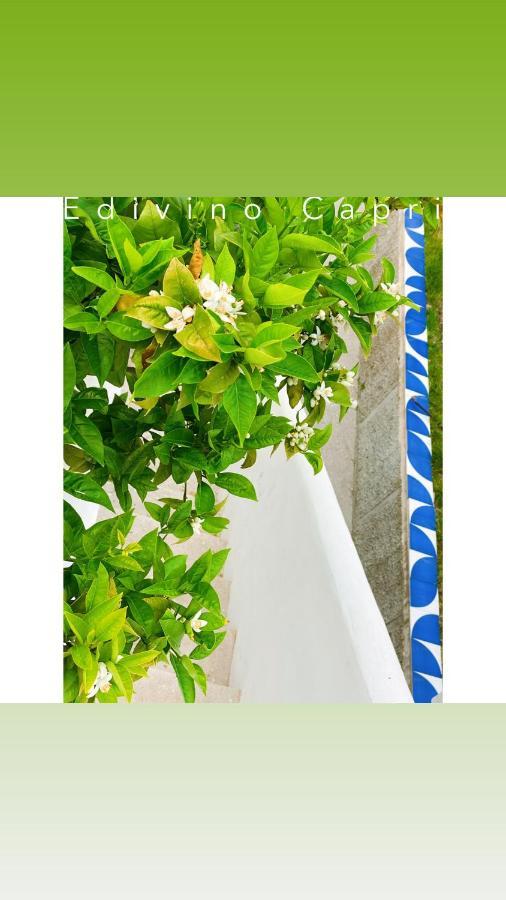 Suites Edivino Design كابري المظهر الخارجي الصورة